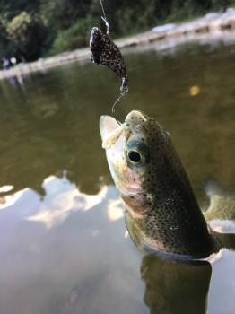 フィッシング サンクチュアリ 釣果