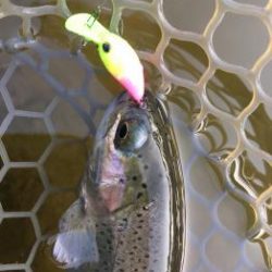 フィッシング サンクチュアリ 釣果