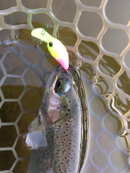 フィッシング サンクチュアリ 釣果