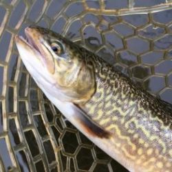 フィッシング サンクチュアリ 釣果