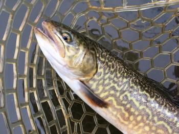 フィッシング サンクチュアリ 釣果