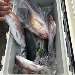 龍宮丸 釣果