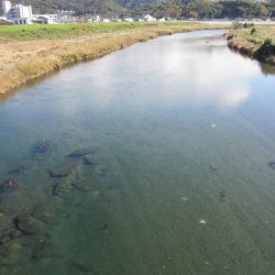 狩野川(狩野川漁業協同組合) 釣果