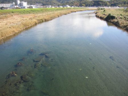 狩野川(狩野川漁業協同組合) 釣果