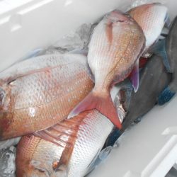 こうゆう丸 釣果