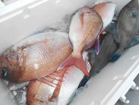 こうゆう丸 釣果