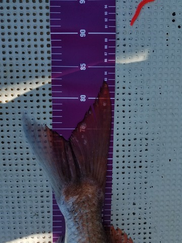 遊漁船　ニライカナイ 釣果