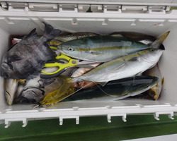 久里浜黒川本家 釣果