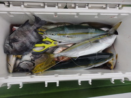 久里浜黒川本家 釣果