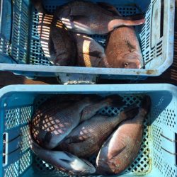 由良海上釣り堀 海人 釣果