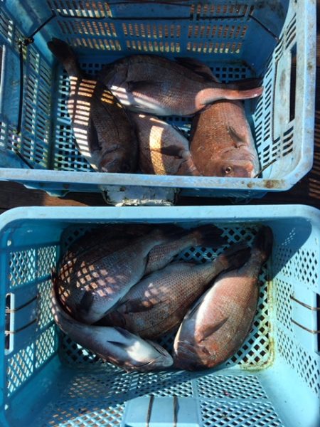 由良海上釣り堀 海人 釣果