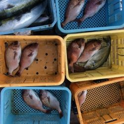 由良海上釣り堀 海人 釣果