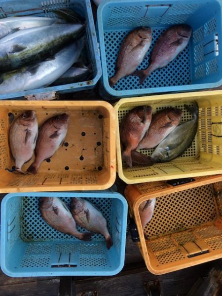 由良海上釣り堀 海人 釣果