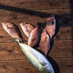 由良海上釣り堀 海人 釣果