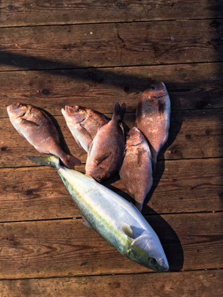 由良海上釣り堀 海人 釣果
