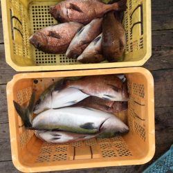 由良海上釣り堀 海人 釣果