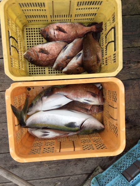 由良海上釣り堀 海人 釣果