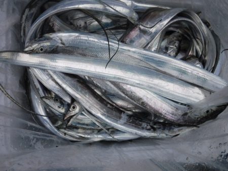 遊漁船 幸友丸 釣果