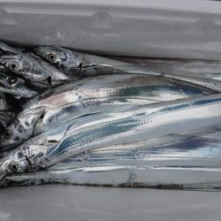 遊漁船 幸友丸 釣果