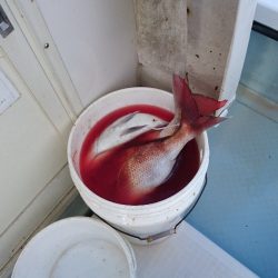 遊漁船ブルーウッズ 釣果