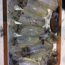 オーシャンズ 釣果