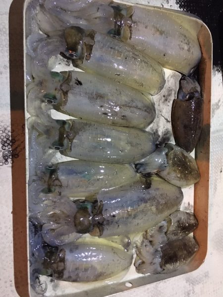 オーシャンズ 釣果