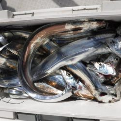 遊漁船 幸友丸 釣果