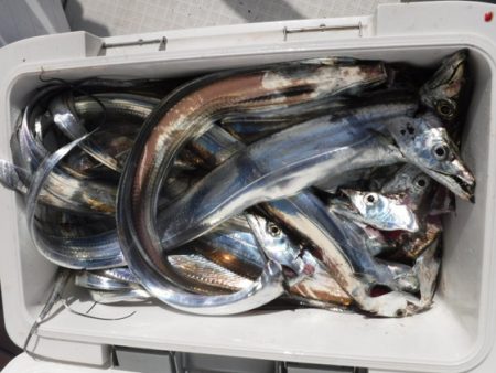 遊漁船 幸友丸 釣果