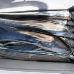 遊漁船 幸友丸 釣果