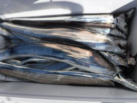 遊漁船 幸友丸 釣果