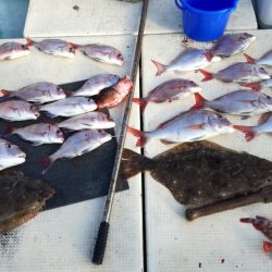 リトルワン 釣果