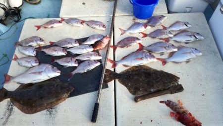 リトルワン 釣果