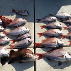 リトルワン 釣果