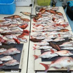 リトルワン 釣果