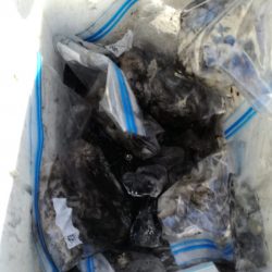 リトルワン 釣果