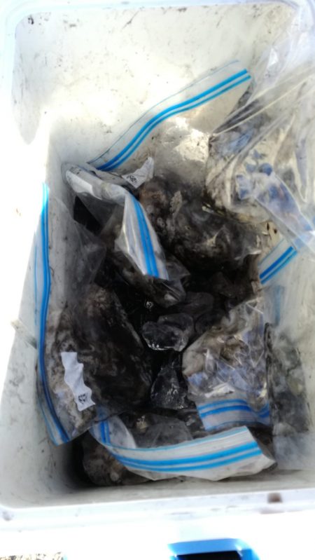 リトルワン 釣果