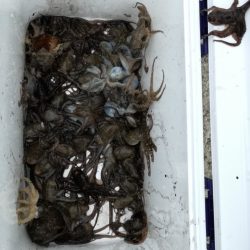 リトルワン 釣果