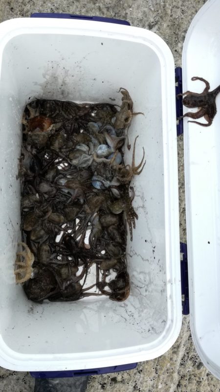 リトルワン 釣果