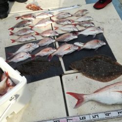 リトルワン 釣果