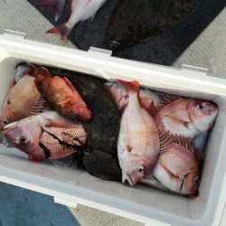 リトルワン 釣果