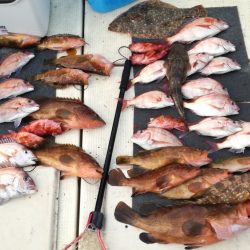 リトルワン 釣果