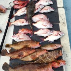 リトルワン 釣果