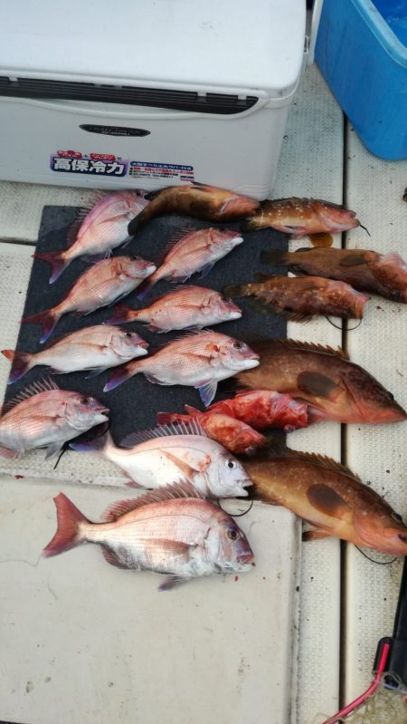 リトルワン 釣果