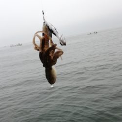 リトルワン 釣果