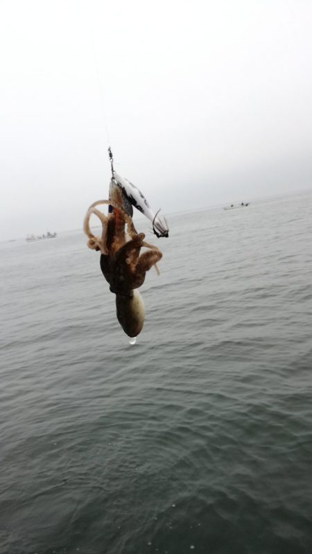 リトルワン 釣果