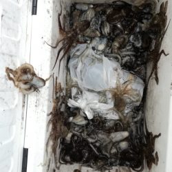 リトルワン 釣果