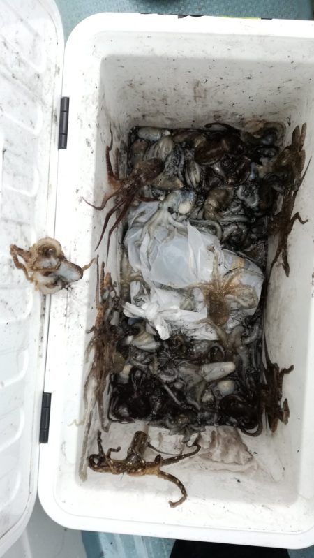 リトルワン 釣果