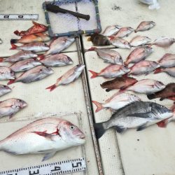 リトルワン 釣果