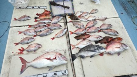 リトルワン 釣果