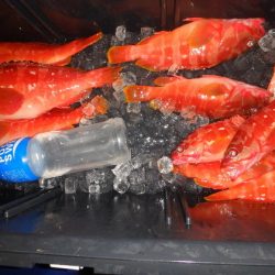 フィッシングハウス伊藤 釣果